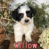 Willow , a female Shih Tzu and Bichpoo for sale in Byron, MI – 2 of 3
