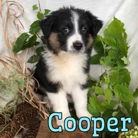 Cooper, a male English Shepherd and Australian Shepherd for sale in Byron, MI – 2 of 3