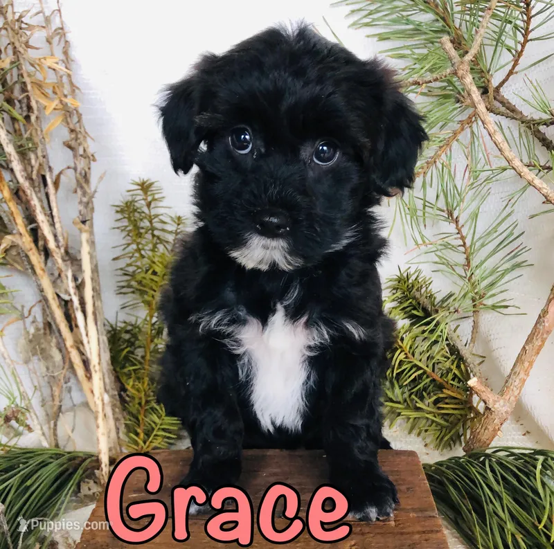 Grace – Yorkshire Terrier, Bichpoo puppy for sale in Byron, MI