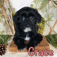 Grace, a female Yorkshire Terrier and Bichpoo for sale in Byron, MI – Photo 2 of 3