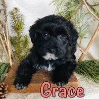 Grace, a female Yorkshire Terrier and Bichpoo for sale in Byron, MI – Photo 3 of 3