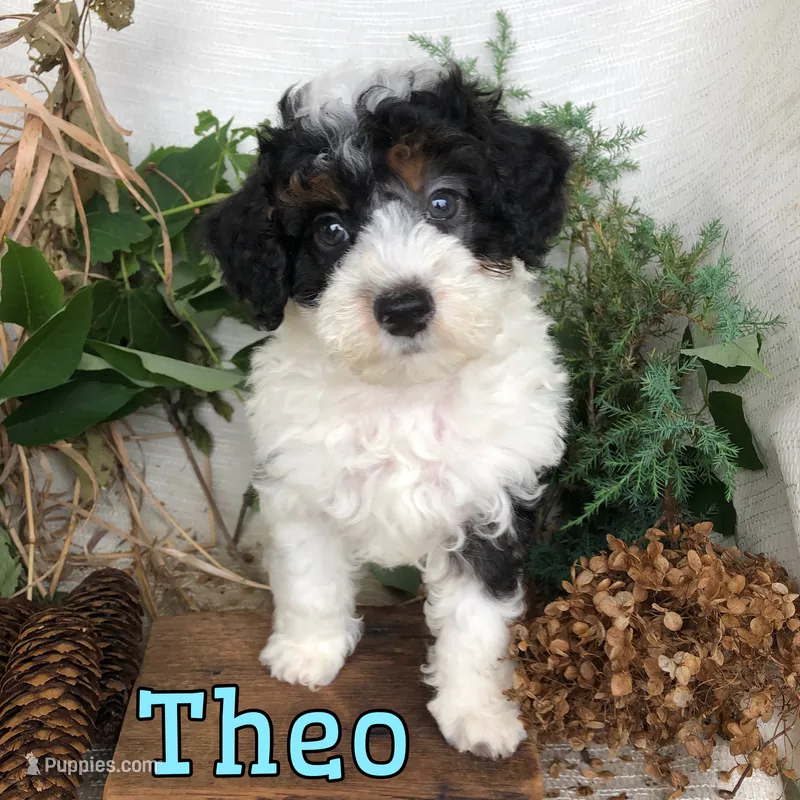 Theo – Poodle - Toy  puppy for sale in Byron, MI