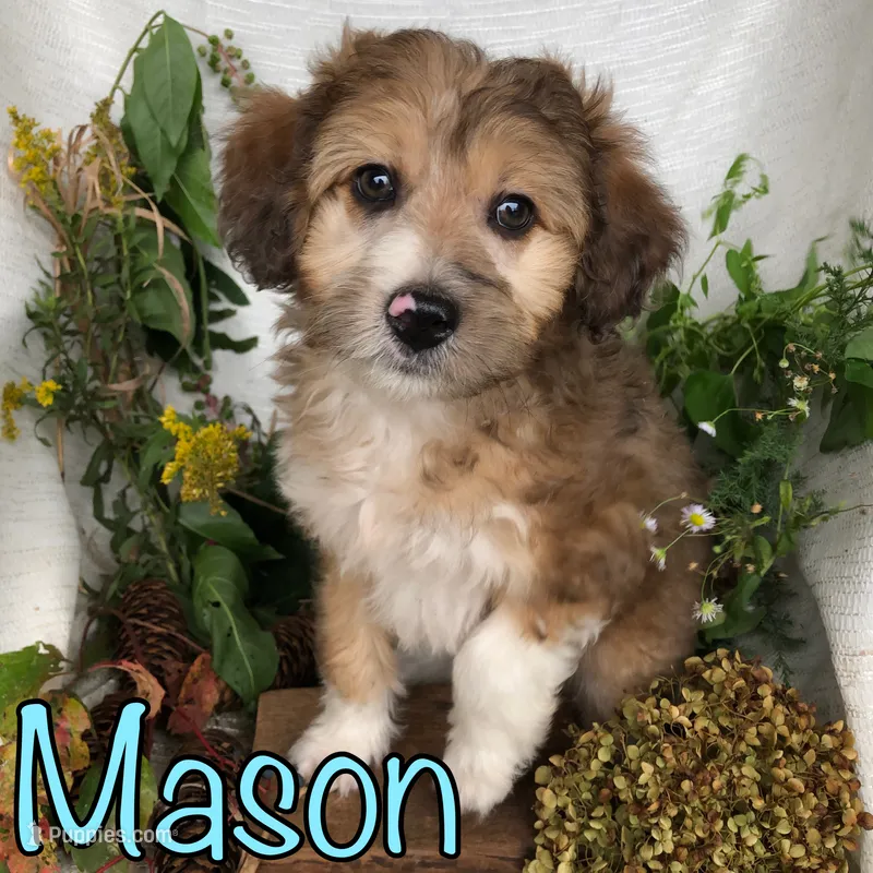 Mason – Miniature Aussiedoodle puppy for sale in Byron, MI