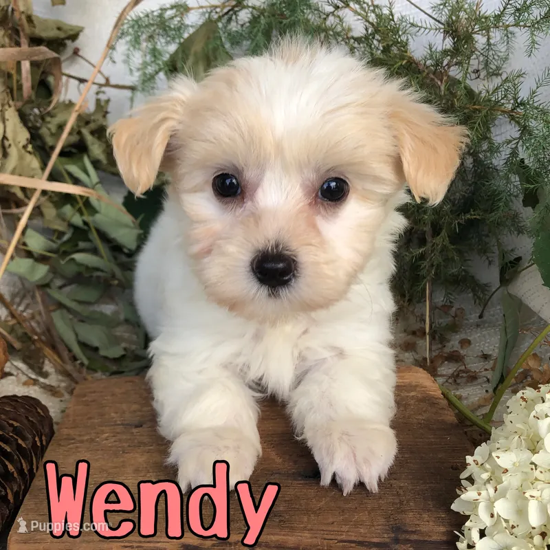 Wendy – Shih Tzu, Bichpoo puppy for sale in Byron, MI