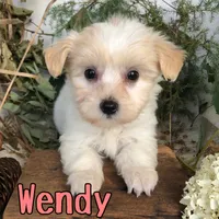 Wendy, a female Shih Tzu and Bichpoo for sale in Byron, MI – 1 of 3