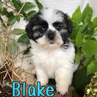 Blake, a male Shihpoo for sale in Byron, MI – 2 of 3