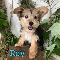 Roy, a male Yorkipoo for sale in Byron, MI – 3 of 3