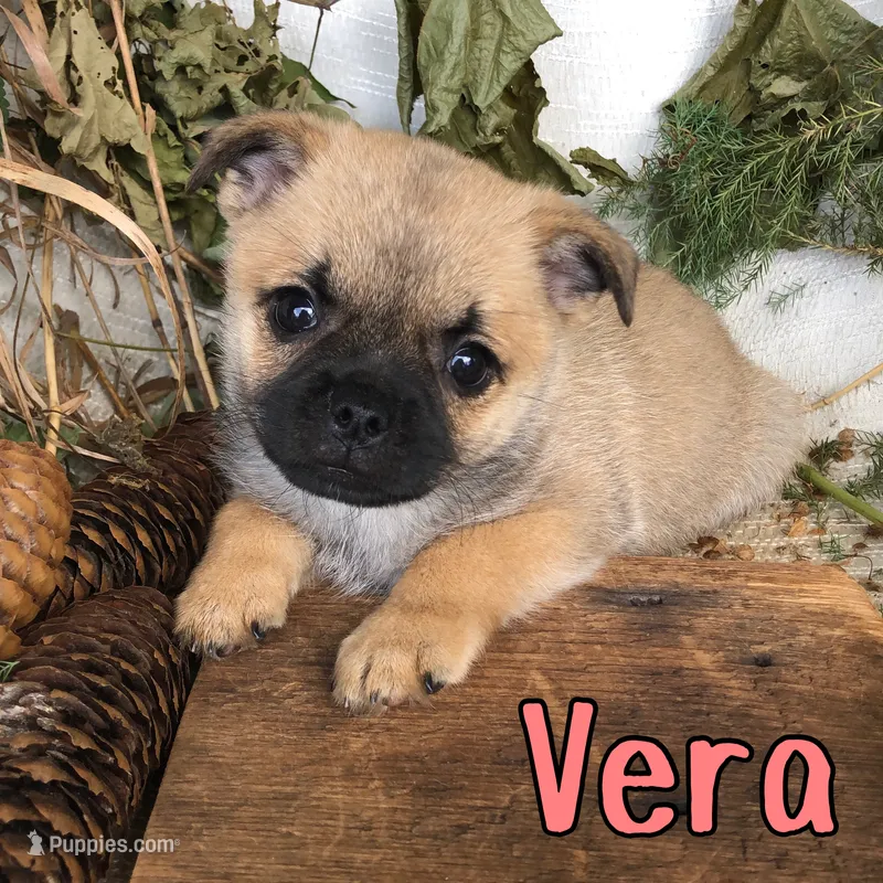 Vera – Pomeranian, Pug puppy for sale in Byron, MI