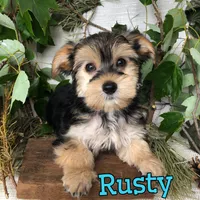 Rusty, a male Yorkipoo for sale in Byron, MI – 2 of 3