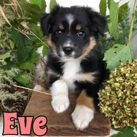 Eve, a female Miniature Australian Shepherd for sale in Byron, MI – 3 of 3