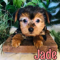 Jade, a female Yorkshire Terrier for sale in Byron, MI – 3 of 3