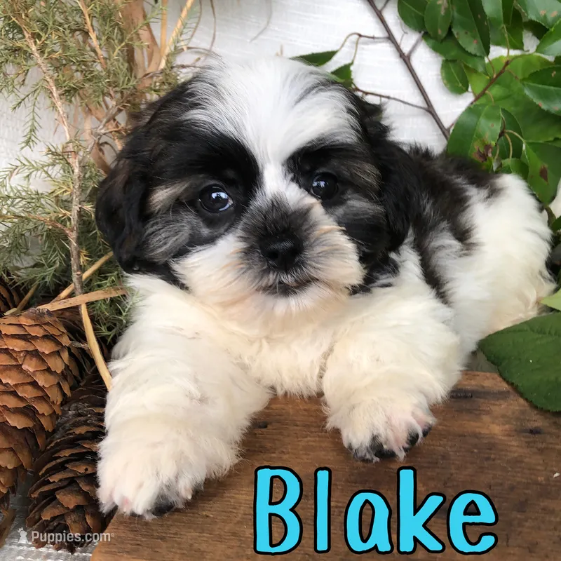 Blake – Shihpoo puppy for sale in Byron, MI