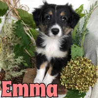 Emma, a female Miniature Australian Shepherd for sale in Byron, MI – 3 of 3