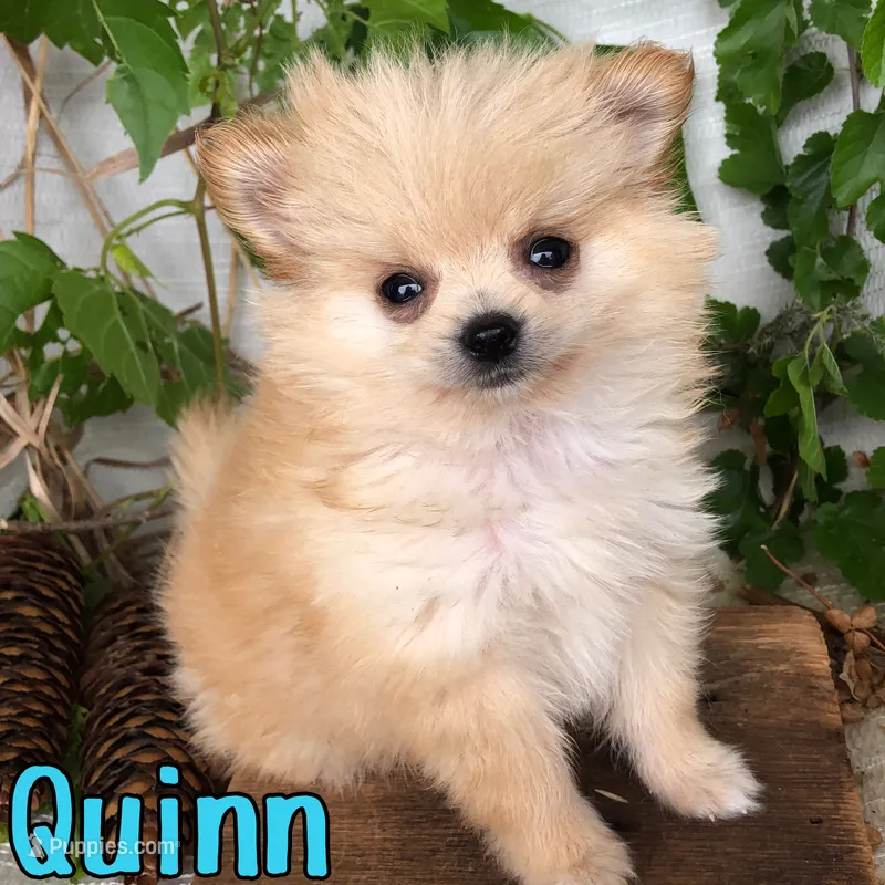 Quinn – Pomchi puppy for sale in Byron, MI