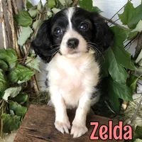 Zelda, a female Cavapoo for sale in Byron, MI – 3 of 3