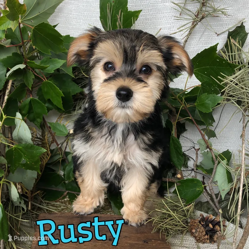 Rusty – Yorkipoo puppy for sale in Byron, MI
