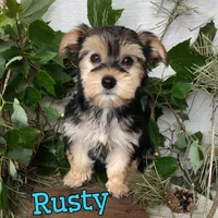 Rusty, a male Yorkipoo for sale in Byron, MI – 1 of 3