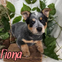 Fiona, a female Australian Cattle Dog for sale in Byron, MI – 2 of 3