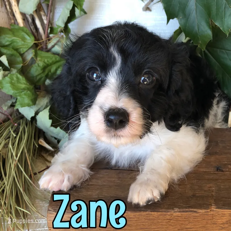 Zane – Cavapoo puppy for sale in Byron, MI