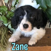 Zane, a male Cavapoo for sale in Byron, MI – 1 of 3