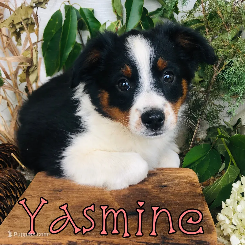 Yasmine  – Miniature Australian Shepherd puppy for sale in Byron, MI