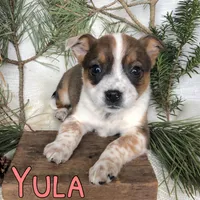Yula, a female Australian Cattle Dog for sale in Byron, MI – Photo 2 of 3