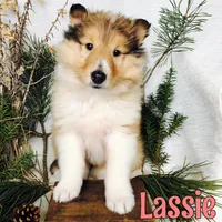 Lassie, a female Collie for sale in Byron, MI – Photo 3 of 3