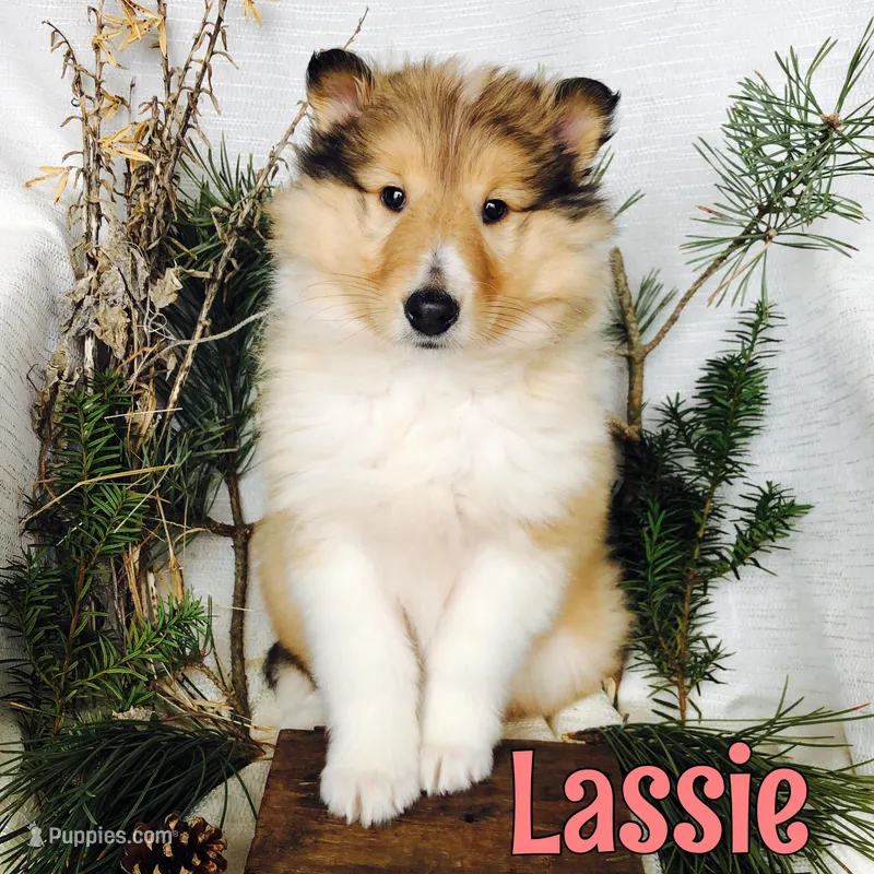 Lassie – Collie puppy for sale in Byron, MI