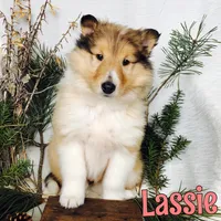 Lassie, a female Collie for sale in Byron, MI – Photo 2 of 3