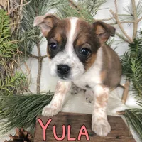 Yula, a female Australian Cattle Dog for sale in Byron, MI – Photo 1 of 3
