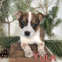 Yula, a female Australian Cattle Dog for sale in Byron, MI – Photo 3 of 3