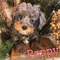 Poppy, a female Poodle - Toy  for sale in Byron, MI – Photo 2 of 3