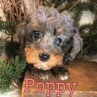 Poppy, a female Poodle - Toy  for sale in Byron, MI – Photo 3 of 3