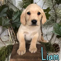 Liam, a male Labrador Retriever for sale in Byron, MI – 3 of 3