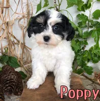 Poppy, a female Shihpoo for sale in Byron, MI – 3 of 3