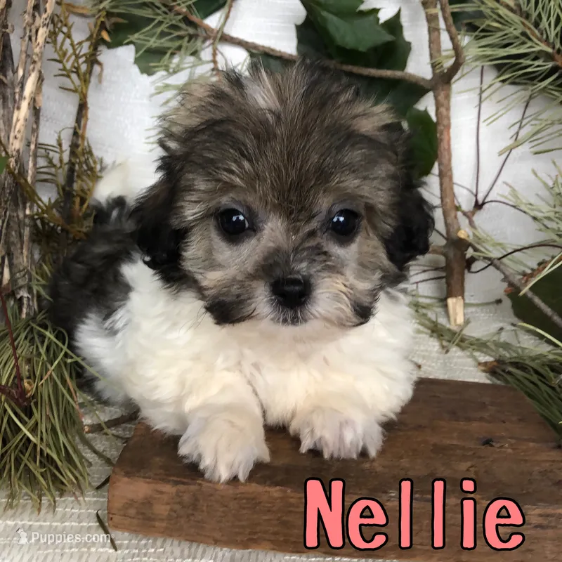 Nellie – Shihpoo puppy for sale in Byron, MI