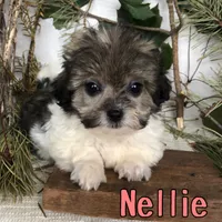 Nellie, a female Shihpoo for sale in Byron, MI – 1 of 3