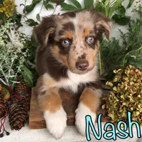 Nash, a male Miniature Australian Shepherd for sale in Byron, MI – 3 of 3