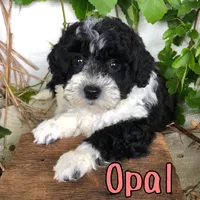 Opal, a female Bichpoo for sale in Byron, MI – 2 of 3