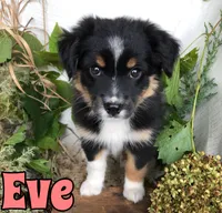 Eve, a female Miniature Australian Shepherd for sale in Byron, MI – 2 of 3