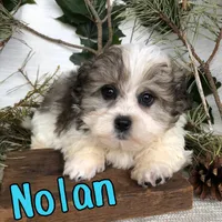 Nolan, a male Shihpoo for sale in Byron, MI – 3 of 3