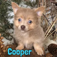 Cooper, a male Pomapoo for sale in Byron, MI – Photo 2 of 2