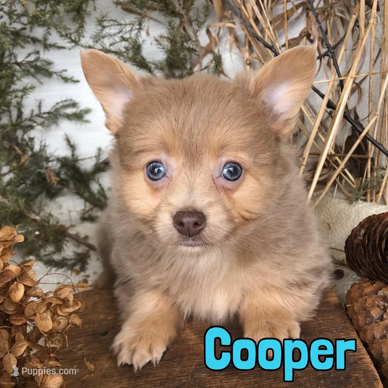 Cooper – Pomapoo puppy for sale in Byron, MI