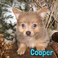 Cooper, a male Pomapoo for sale in Byron, MI – Photo 1 of 2