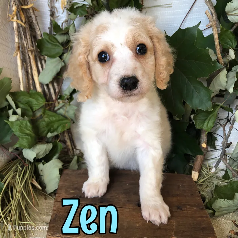 Zen – Cavapoo puppy for sale in Byron, MI