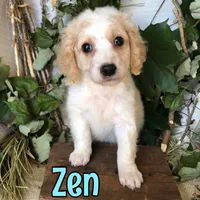 Zen, a female Cavapoo for sale in Byron, MI – 1 of 3