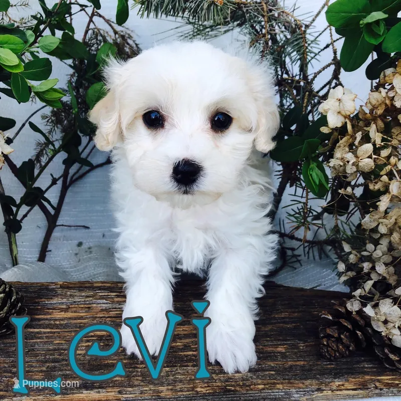 Levi, a male Poodle - Toy  for sale in Byron, MI – Photo 1 of 3