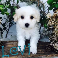 Levi, a male Poodle - Toy  for sale in Byron, MI – Photo 1 of 3