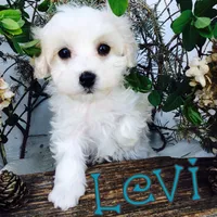 Levi, a male Poodle - Toy  for sale in Byron, MI – Photo 3 of 3