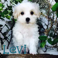 Levi, a male Poodle - Toy  for sale in Byron, MI – Photo 2 of 3